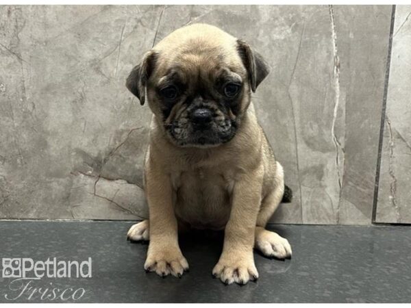 Ori Pei-Dog-Female-Fawn Merle-30570-Petland Frisco & Mckinney, Texas