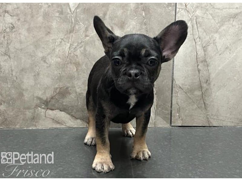 French Bulldog-Dog-Female-Black and Tan-3833131-Petland Frisco, Texas