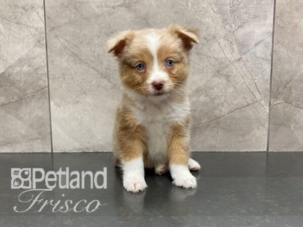 Miniature Australian Shepherd Dog Female White / Red 30576 Petland Frisco, Texas