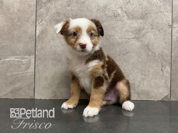 Miniature Australian Shepherd Dog Male White / Red 30577 Petland Frisco, Texas