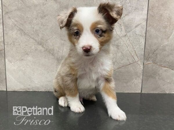 Miniature Australian Shepherd-Dog-Male-White / Chocolate Merle-30579-Petland Frisco, Texas