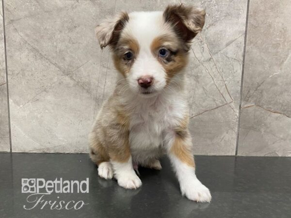 Miniature Australian Shepherd Dog Male White / Chocolate Merle 30579 Petland Frisco, Texas