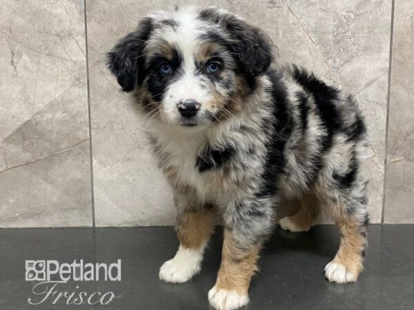 Miniature Australian Shepherd-Dog-Female-Black / Merle-30580-Petland Frisco & Mckinney, Texas