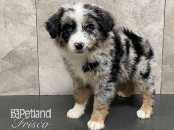 Miniature Australian Shepherd Dog Female Black / Merle 30580 Petland Frisco, Texas