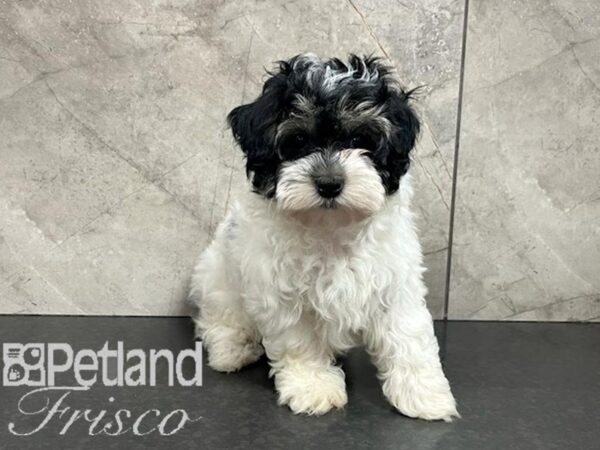 Malt-A-Poo Dog Female White and Black 30588 Petland Frisco, Texas