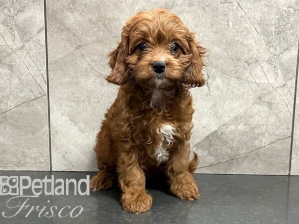 Cavapoo Dog Female Red 30574 Petland Frisco, Texas