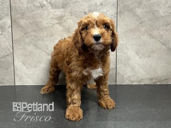 Cavapoo Dog Male Red 30575 Petland Frisco, Texas