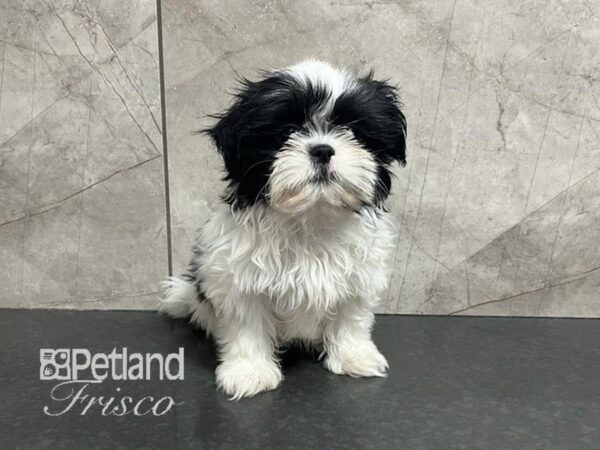 Shih Tzu Dog Female Black / White 30583 Petland Frisco, Texas