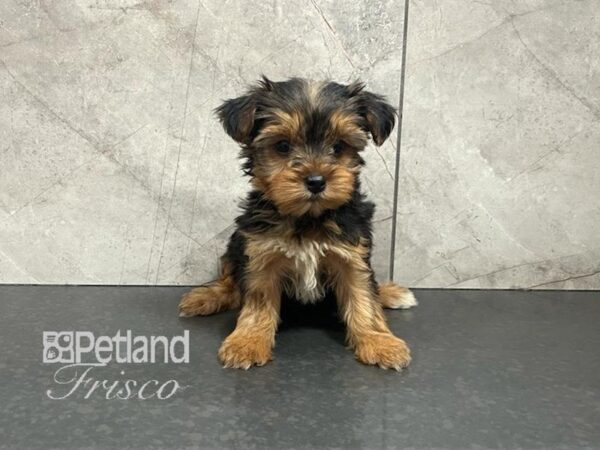 Yorkshire Terrier Dog Female Black / Tan 30585 Petland Frisco, Texas