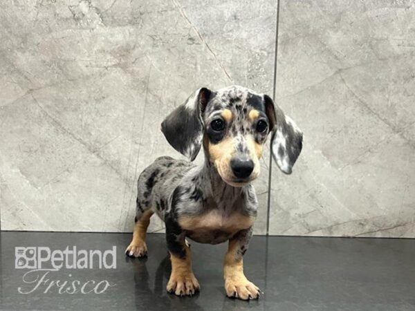 Dachshund Dog Female Silver Dapple 30589 Petland Frisco, Texas