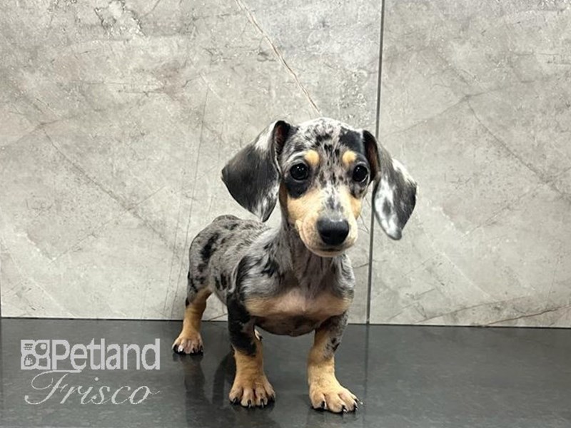 Dachshund Dog Female Silver Dapple 30589