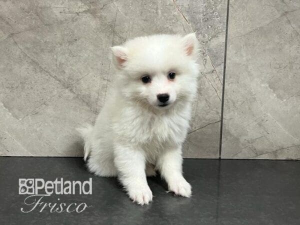 American Eskimo Dog Female White 30590 Petland Frisco, Texas