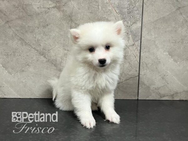 American Eskimo-Dog-Female-White-30590-Petland Frisco & Mckinney, Texas