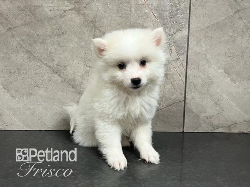 American Eskimo-Dog-Female-White-3842289-Petland Frisco, Texas