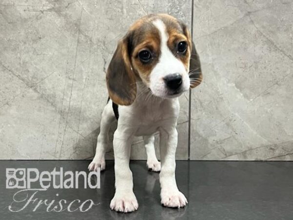 Beagle Dog Female Black/Tan/White 30592 Petland Frisco, Texas