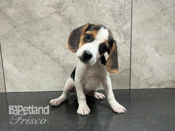 Beagle-Dog-Male-Black/White/Tan-30594-Petland Frisco, Texas