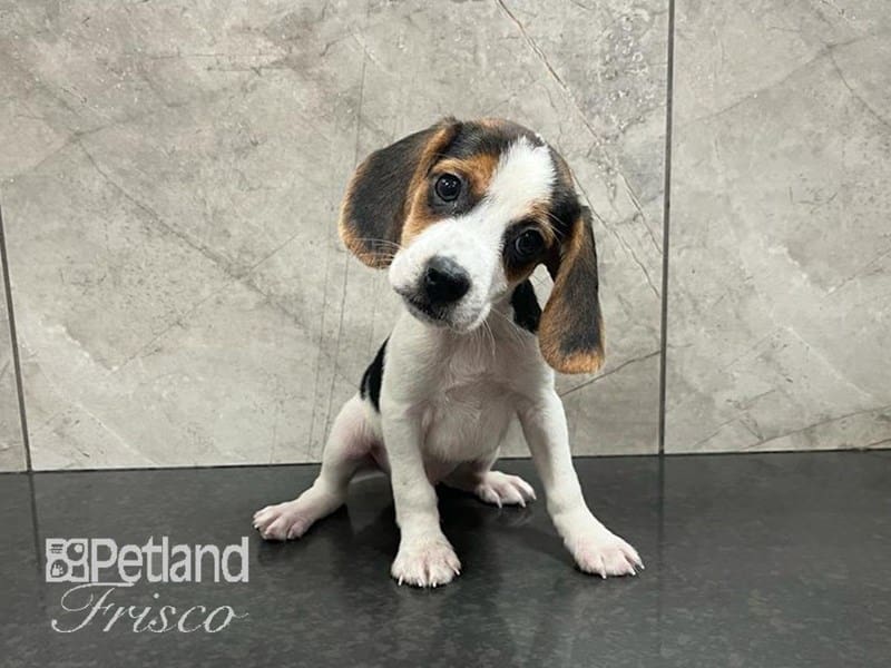 Beagle-Dog-Male-Black/White/Tan-3842309-Petland Frisco, Texas
