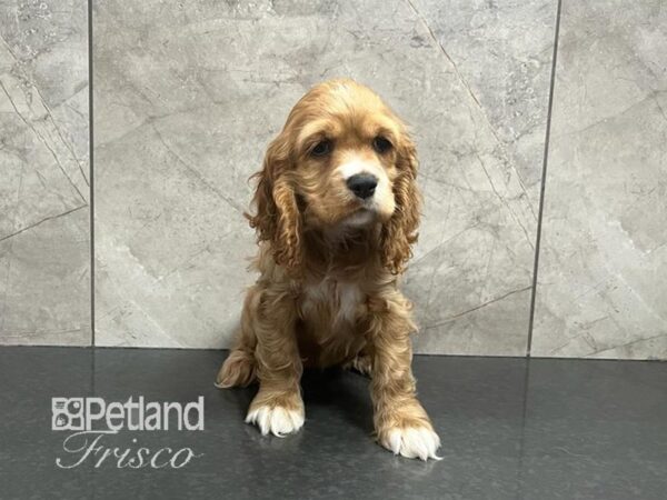 Cocker Spaniel Dog Female Red 30597 Petland Frisco, Texas