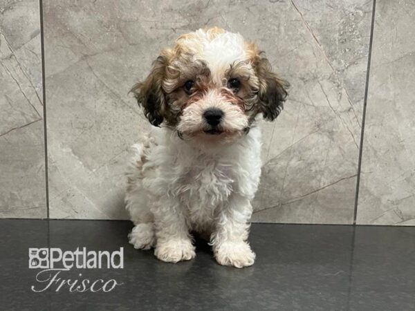 Teddy Bear Dog Female Parti 30598 Petland Frisco, Texas