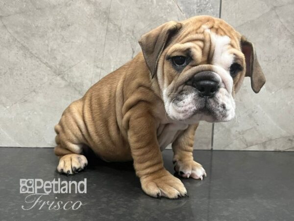 English Bulldog Dog Male Fawn and White 30609 Petland Frisco, Texas