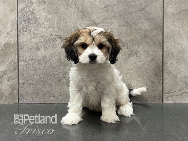 Cavachon-Dog-Female-Sable and White-30610-Petland Frisco, Texas