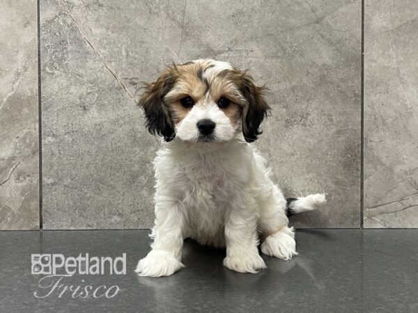 Cavachon Dog Female Sable and White 30610 Petland Frisco, Texas