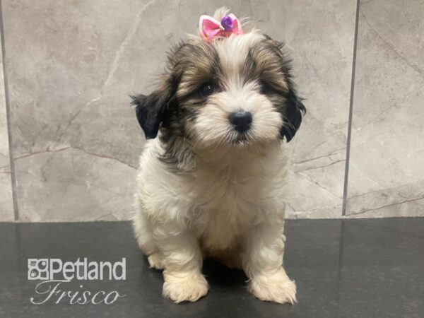 ShizaPoo Dog Female Sable and White 30619 Petland Frisco, Texas