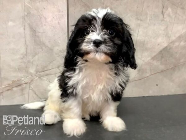 Cavapoo Dog Female Black and White 30622 Petland Frisco, Texas