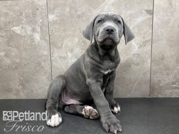 Cane Corso Dog Male Blue 30601 Petland Frisco, Texas