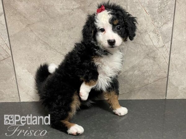 Miniature Bernedoodle-Dog-Female-Black, Rust and White-30618-Petland Frisco, Texas