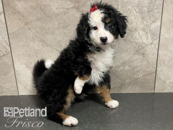 Miniature Bernedoodle Dog Female Black, Rust and White 30618 Petland Frisco, Texas