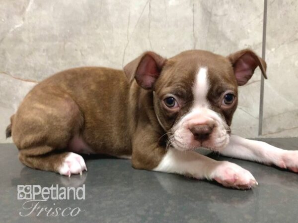 Boston Terrier Dog Female Seal and White 30611 Petland Frisco, Texas