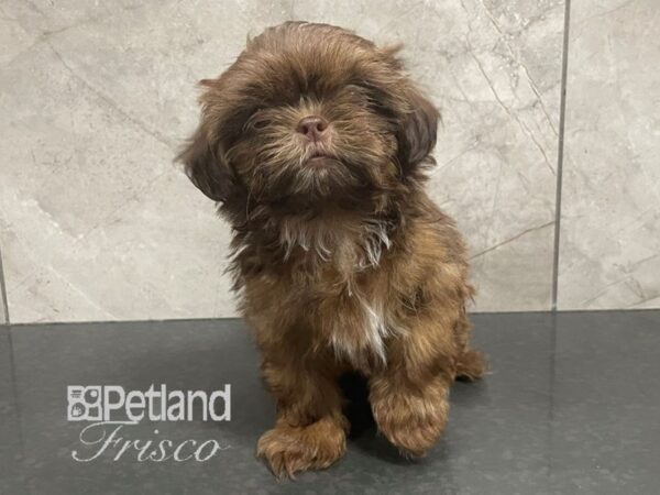 Shih Tzu-Dog-Male-Chocolate and Tan-30595-Petland Frisco, Texas