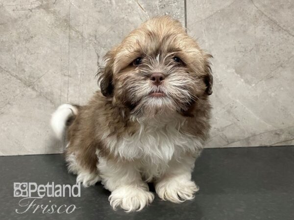 Shih Tzu Dog Male Liver / White 30582 Petland Frisco, Texas