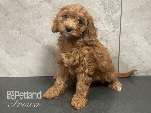 Cavapoo Dog Female Red 30573 Petland Frisco, Texas