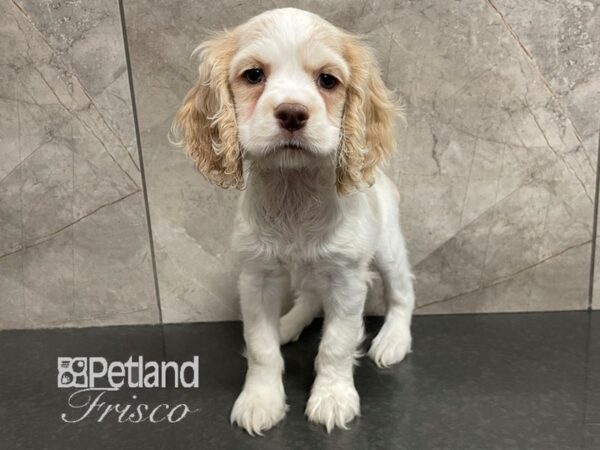 Cocker Spaniel Dog Female Red and White 30596 Petland Frisco, Texas