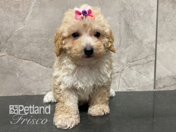 Miniature Poodle-Dog-Female-Apricot-30623-Petland Frisco, Texas