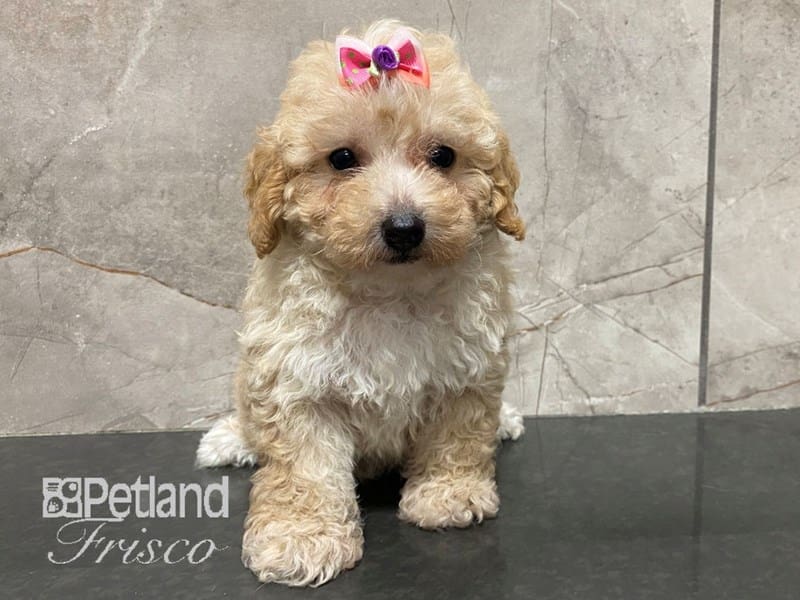 Miniature Poodle-Dog-Female-Apricot-3841409-Petland Frisco, Texas