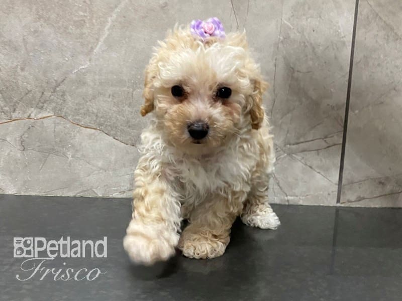 Miniature Poodle-Dog-Female-Apricot-3841407-Petland Frisco, Texas