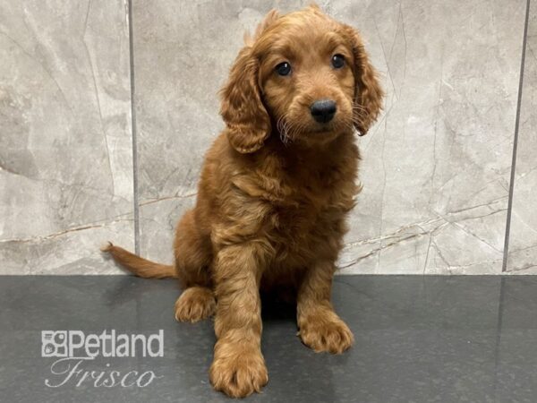 F1B Mini Goldendoodle Dog Female Dark Red 30617 Petland Frisco, Texas