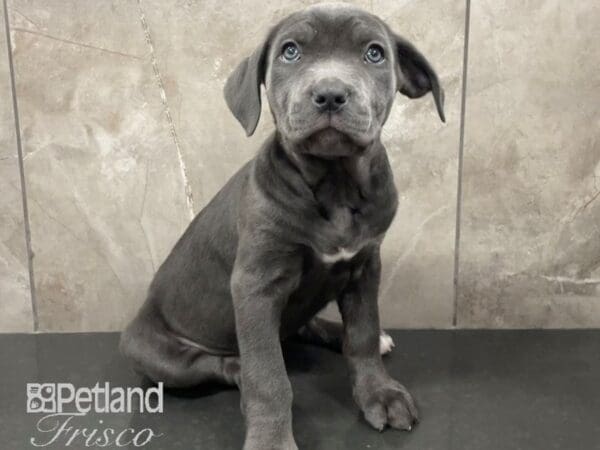 Cane Corso-Dog-Female-Blue-30602-Petland Frisco, Texas