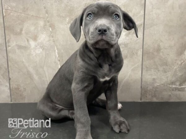 Cane Corso Dog Female Blue 30602 Petland Frisco, Texas