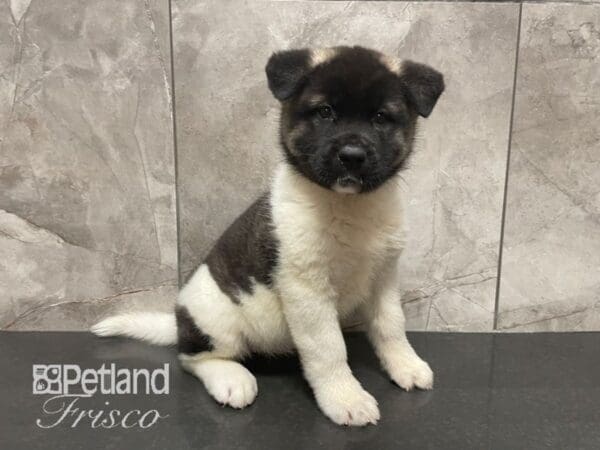 Akita Dog Female Black and White Pinto 30605 Petland Frisco, Texas