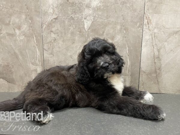 St. Berdoodle Dog Male Black Brindle 30607 Petland Frisco, Texas