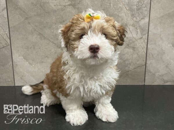Havanese-Dog-Female-Chocolate and White-30613-Petland Frisco & Mckinney, Texas