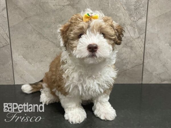 Havanese Dog Female Chocolate and White 30613 Petland Frisco, Texas