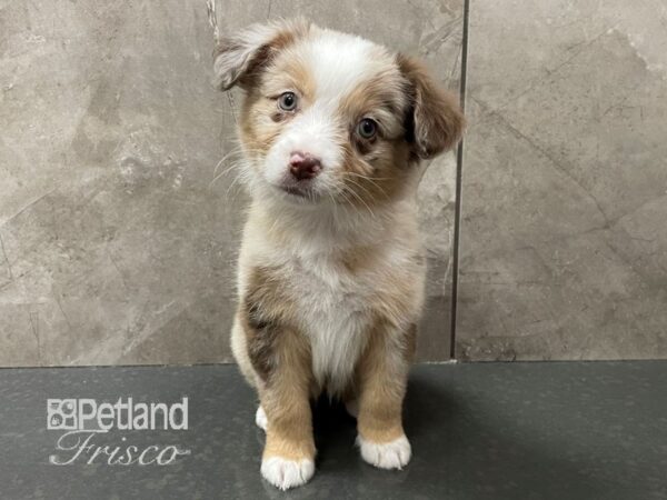 Miniature Australian Shepherd-Dog-Female-Red Merle-30625-Petland Frisco & Mckinney, Texas