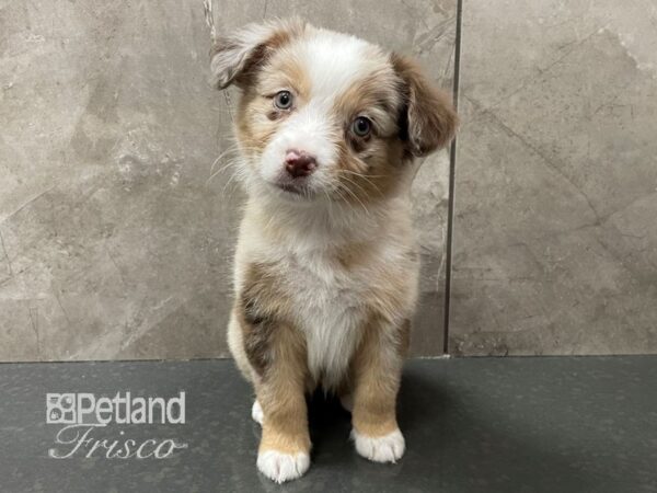 Miniature Australian Shepherd Dog Female Red Merle 30625 Petland Frisco, Texas