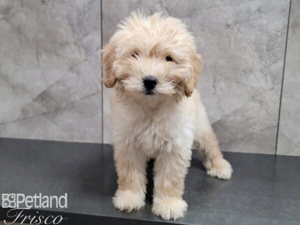 Goldendoodle Mini 2nd Gen-Dog-Male-Cream-30561-Petland Frisco & Mckinney, Texas