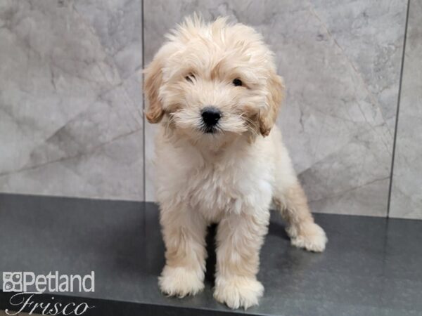 Goldendoodle Mini 2nd Gen Dog Male Cream 30561 Petland Frisco, Texas